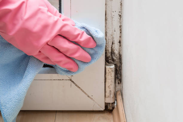 Professional Mold Inspection, Removal & Remediation in Carmichael, CA